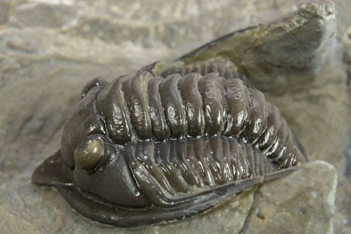 Diademaproetus Trilobite - Ofaten, Morocco #310523